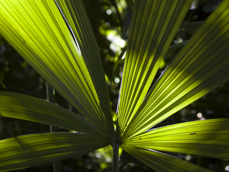 Sunlight Through Leaves